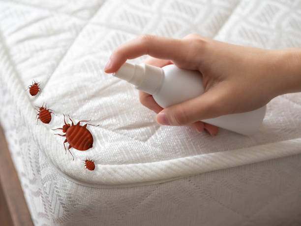 Best Insect Control  in Weston, WV